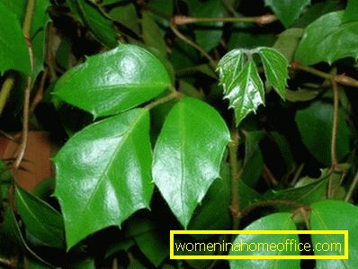 Bouleau - plante d'intérieur (roitsissus): soin et reproduction