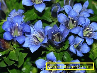 Fleurs bleues: noms et photos