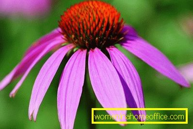 Echinacea purpurea: croissance à partir de graines