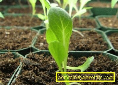 Carnation Shabo: les semis