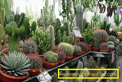 Comment prendre soin de cactus?