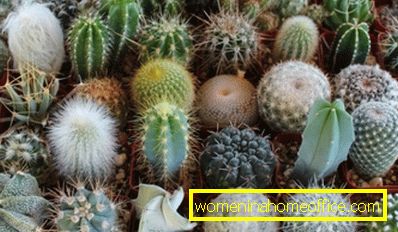 Mélange de cactus: comment s'en occuper?