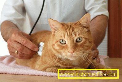 La formation de sable, puis de cailloux dans la vessie du chat