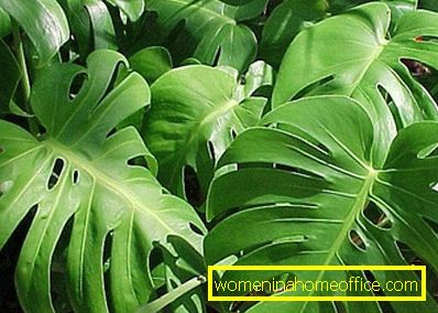 Monstera: Puis-je le garder à la maison?