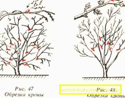 Règles de coupe des cerises et des cerises en automne