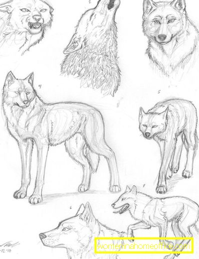 Dessins animaux au crayon pour débutants