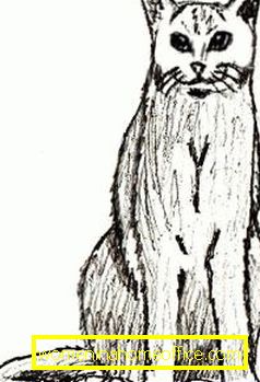 La cinquième étape du dessin d'un chat