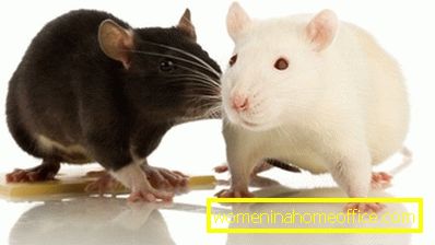 Combien de rats vivent à la maison?