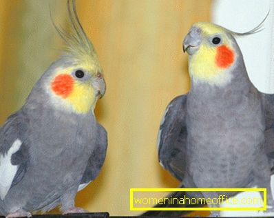 Combien d'années vivent les perroquets?