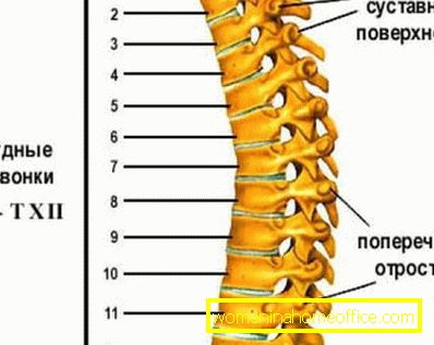 Combien de personnes ont des vertèbres dans différentes parties de la colonne vertébrale?