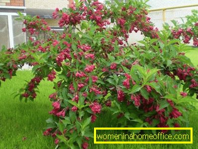 Weigela: atterrissage et soins