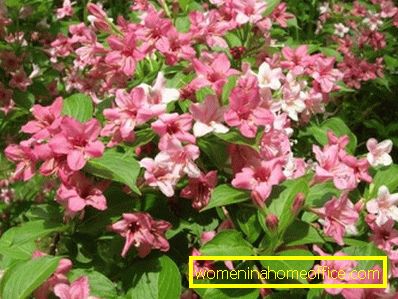 Weigela: atterrissage et soins